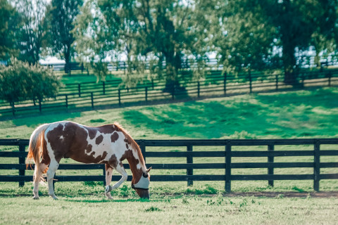 Visit Keene Ridge Farm