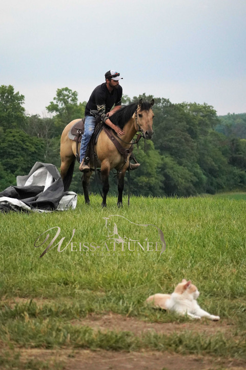 Visit Weiss Attuned Horsemanship