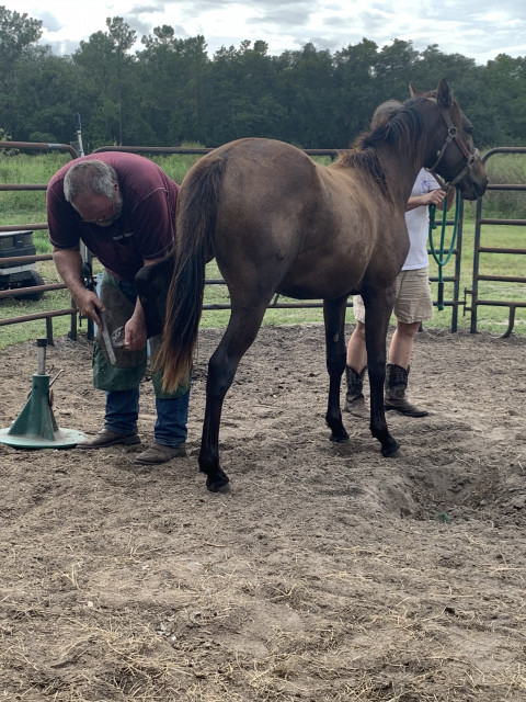 Visit Jeffs Farrier Service