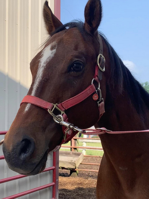 Visit 9yo TB Gelding Looking for his new person