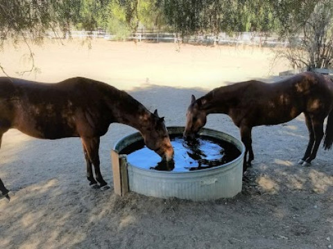 Visit Chino Hills Equine Retirement Horse Boarding
