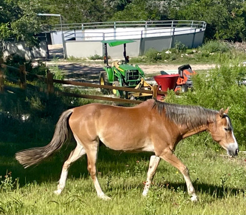 Visit Black Canyon Stables