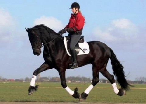 Visit Boomproof black friesian gelding