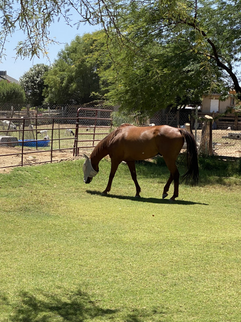 Visit Mesquite Meadows Horse Boarding Ranch & Retreat