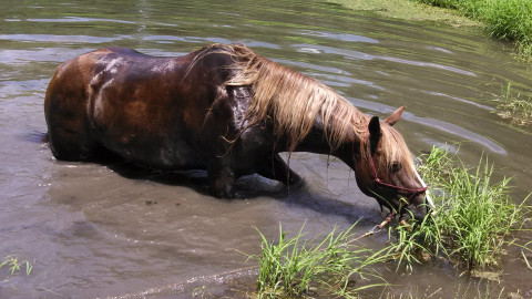 Visit Country View Stables