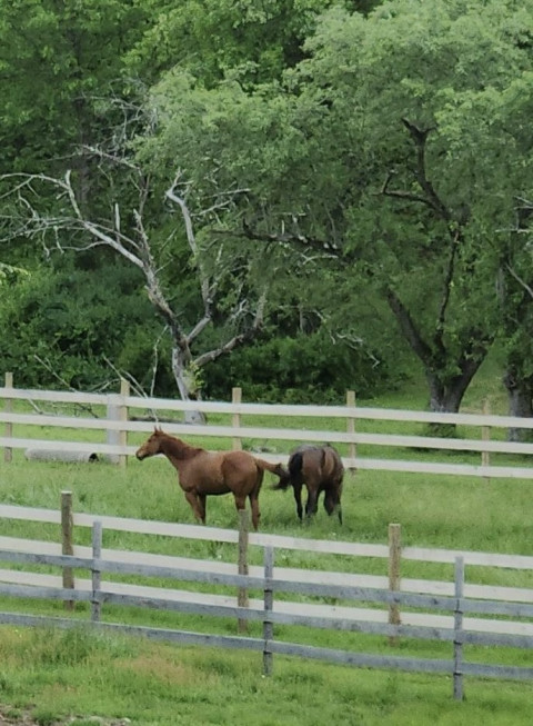 Visit Rockin Pond Farm