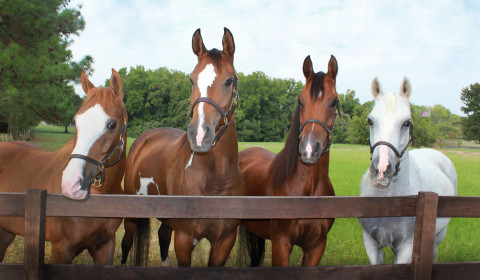 Visit Hickory Hill Arabian Farm