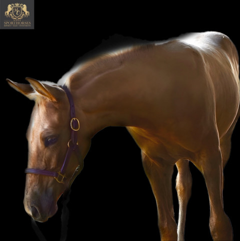 Visit MK Sporthorses