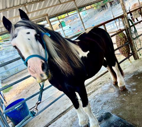 Visit WONDERFUL trail horse for lease!