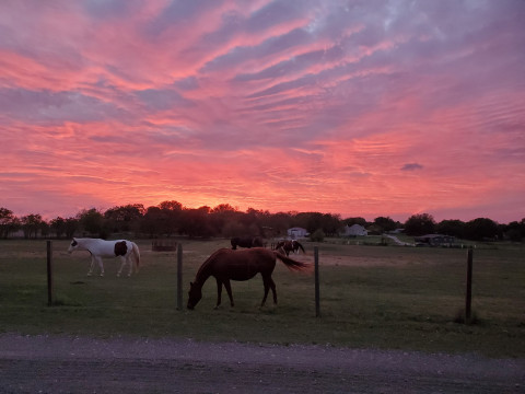 Visit Diamond J Ranch - McKinney Horse Boarding