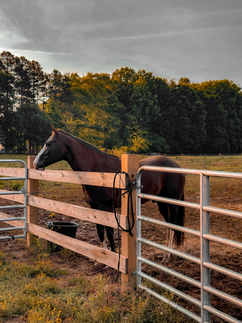 Visit PATTON RANCH LLC