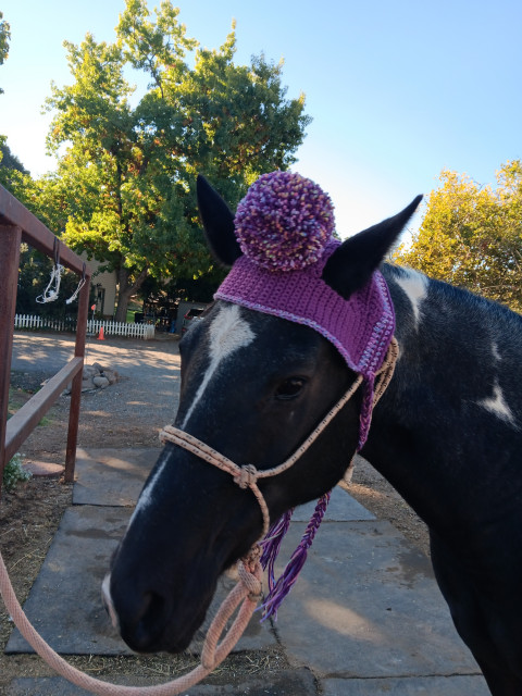 Visit Gilmer's Glittery Gaits , Farrier Trimming