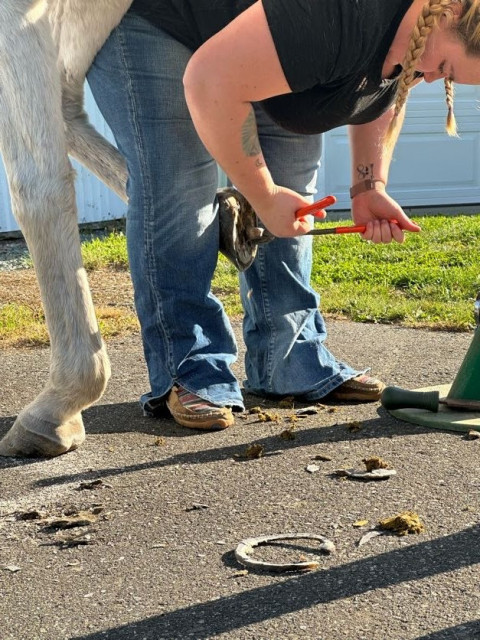 Visit South Fork Farrier Services