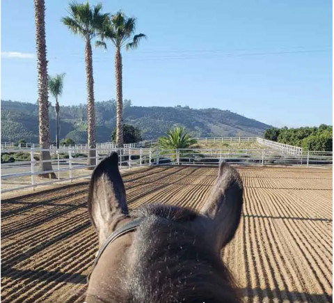 Visit AA Ranch | Horse Boarding/Training Facility for Rent