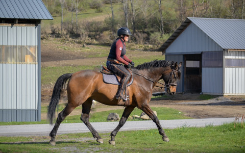 Visit Fairbanks Stable