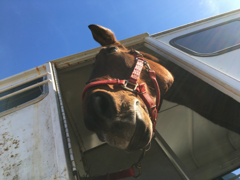 Visit Snapps Creek Stables (Near Harrisonburg VA)