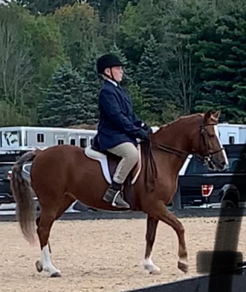Visit HPR Show Stables -Holly Parks Robinson