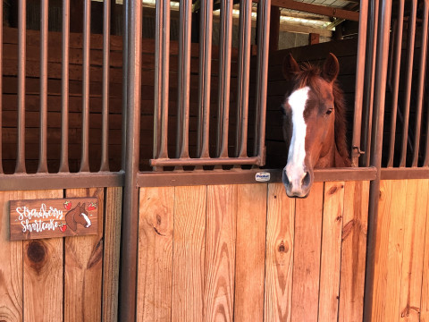 Visit Clinch River Stables