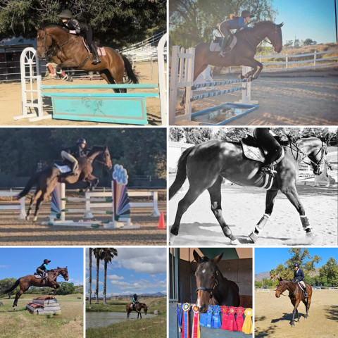 Visit Young affordable safe show horse for 1/2 lease