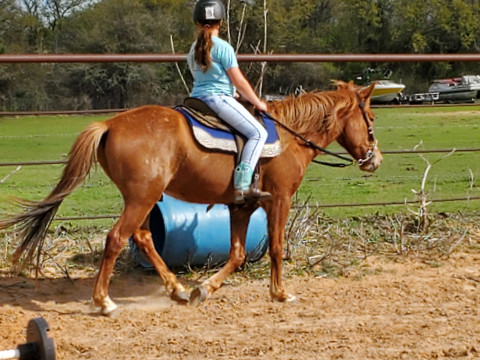 Visit Hasbrouck Horses riding lesson & training