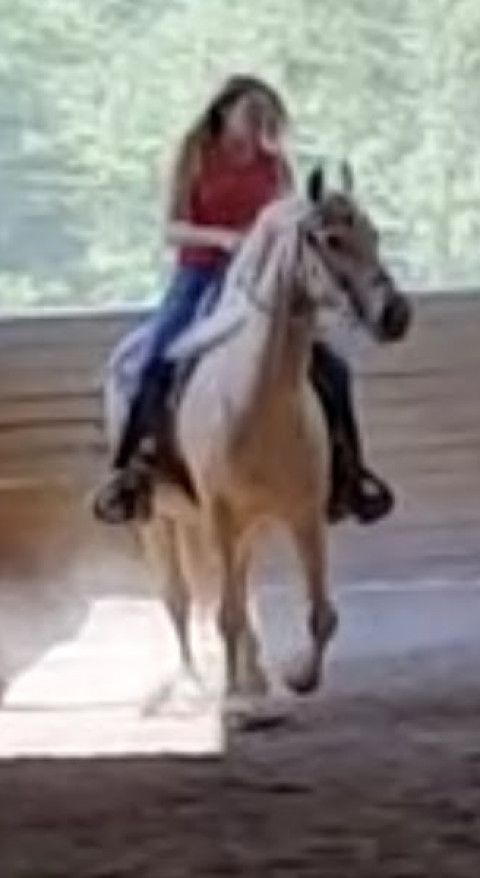 Visit Erica Dillard (gaited riding instructor)