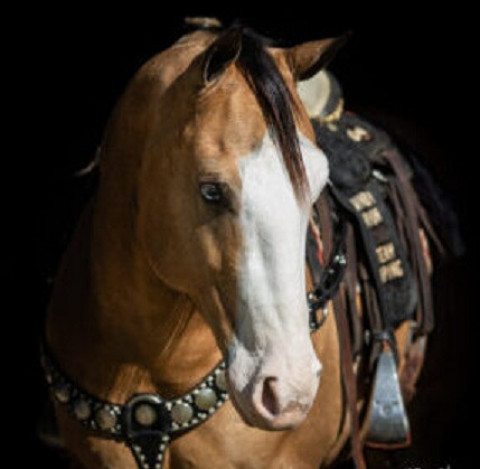 Visit Fancy Broke Rope, Ranch Riding Quarter Horse Kids Safe