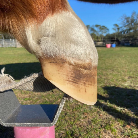 Visit Essential Equine Services —Barefoot trimmer