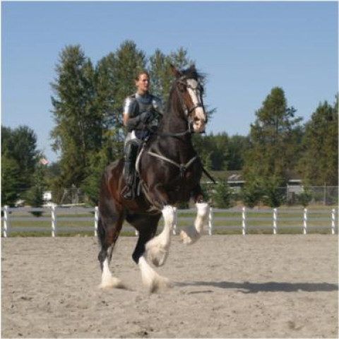 Visit Knightly Ventures Equestrian Arts (Training, Lessons and More)