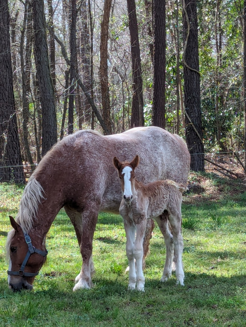 Visit Kazanha Equestrian LLC