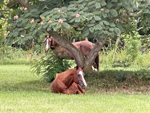 Visit Stables at The Ridge