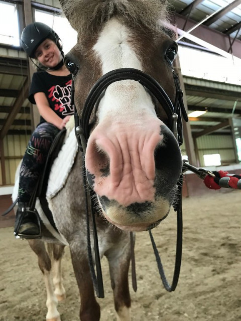 Visit Madeira School Riding Workshop