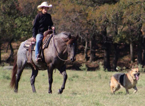 Visit Papa Smurf is a 16hh, True Blue Roan, 9 year old