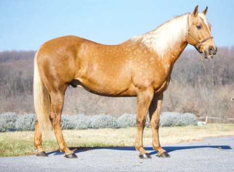 Visit “Nash” is a 15.2 hand tall, 12 year old QH gelding