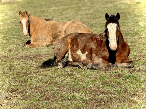 Visit Hanna Family Farms Equine LLC