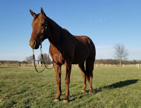 Visit gorgeous, well trained 12 yr., old 16 hh, sorrel Appendix QH gelding