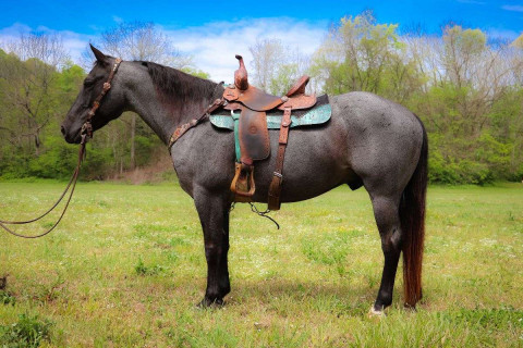 Visit Gorgeous True Blue Roan Gelding, Beginner and Family Safe, Anyone Can Ride