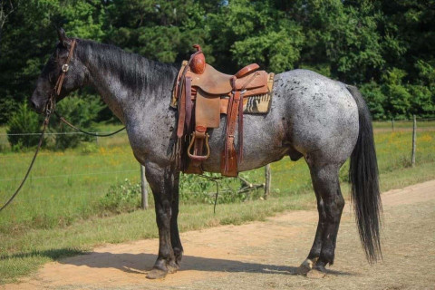 Visit Scoot - Handy Broke Gelding