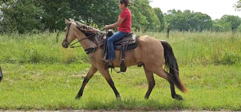 Visit Owen *Flashy *Fun *Sweet * Smooth *Gaited *Missouri Fox Trotter *Gelding