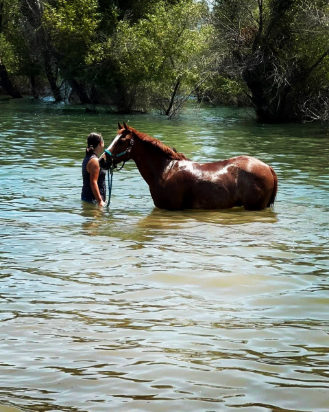 Visit Los Lagos Equestrian, Inc.