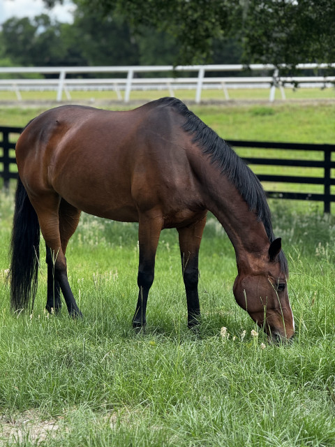 Visit Marquee cincotta show stables