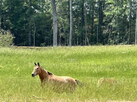 Visit Chapin Equestrian Center