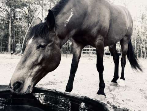 Visit Mosier Natural Horsemanship