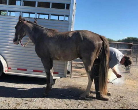 Visit Cache Valley Horseshoeing - Jarom Manning