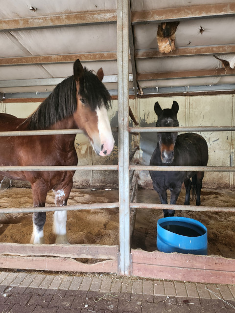 Visit Northern Arizona Riding Stables