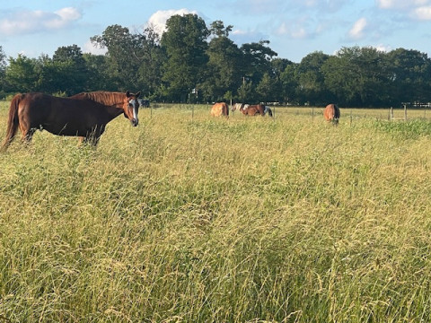Visit Stables at The Ridge