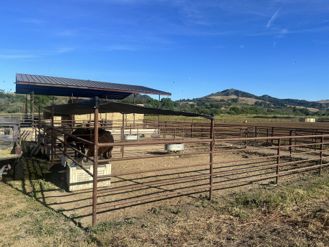 Visit Sundance Performance Horses