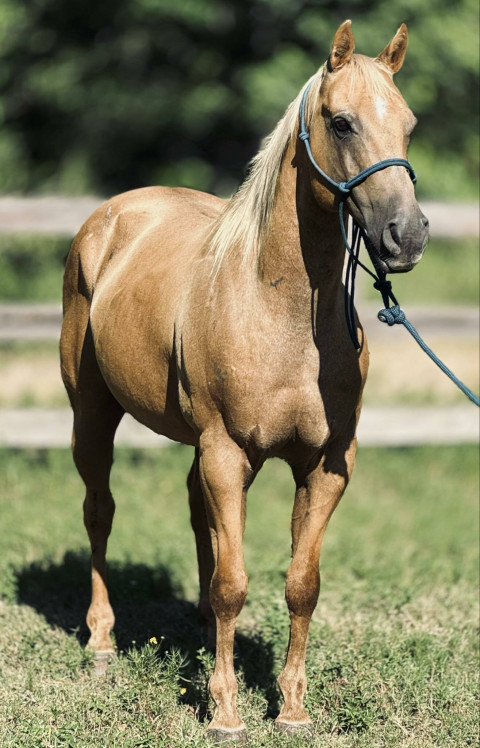 Visit Gittins Horses
