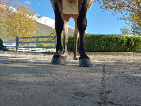 Visit Colt Thomas Horseshoeing