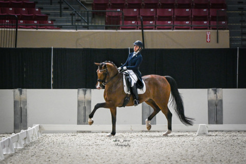 Visit Dressage Sporthorses LLC