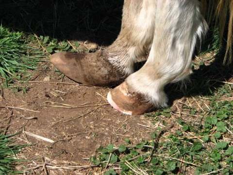Visit Professional Farrier